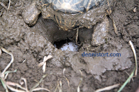 Star tortoise breeding
